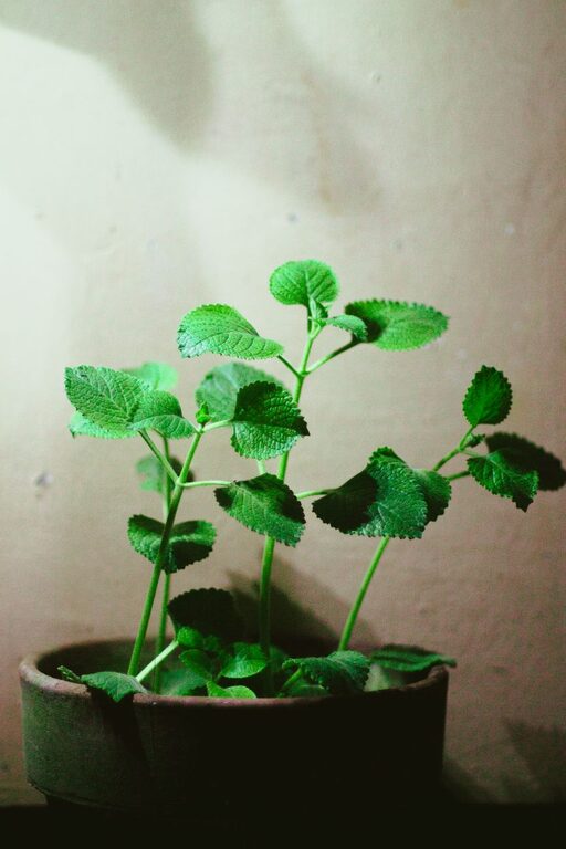 Tips for Growing a Thriving Indoor Herb Garden Year-Round